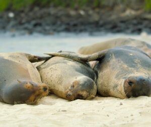 Bertie Gregory Instagram - Young Galapagos sea lions are endlessly curious and this individual kept approaching to within my lenses minimum focus distance. The adults are less so and during the heat of the day tend to lounge around on the beach. Many sea lion species are thigmotactic meaning essentially, they like hugs (from other sea lions, definitely not people). Despite the baking heat, we often saw them lined up together in rows. Who’s seen the Galapagos episode of ‘Animals Up Close’ now on Disney ? Photos by @jamesnbrickell and @jeffbhester #AnimalsUpClose