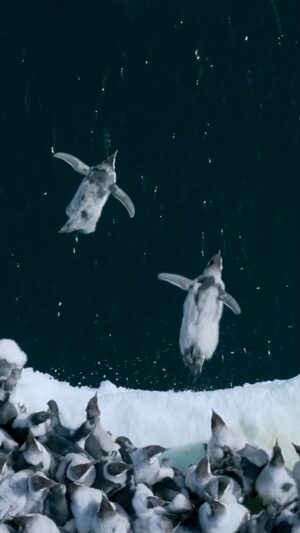 Bertie Gregory Instagram - Filmed for the very first time by @bertiegregory, emperor penguin chicks leap off a 50-foot ice cliff to take their first swim!

“When the chicks are around five months old, they leave the colony and travel to the sea, normally entering the water from a height of about one to two feet off the sea ice. However, since the advent of high-res satellite imagery, scientists have been aware that some emperor colonies were breeding and raising their chicks high up on the more permanent ice shelves. But it’s never been confirmed just how these colonies descended the precipitous ice shelves—until now.

“We’d seen multiple groups of chicks walking out in this direction, but due to the undulating, icy terrain and a dangerous crevasse field, we were unable to follow them on snowmobile or on foot. They would simply disappear over the horizon. It wasn’t until I launched a drone that I was able to keep them in view and see the enormous cliff they were walking toward. As soon as I realized they were going near to the edge, I used the drone’s powerful zoom lens to maintain a very large distance from downwind. I wanted to be 100 percent sure I had no influence on their behavior. After several batteries and a couple of hours waiting, I watched a single chick walk up to the edge and launch itself off. Once the first had jumped and landed unscathed in the freezing Southern Ocean, many soon followed, and I was able to nudge in close enough to capture the scene.”

Learn more about this behavior at the link in bio and stay tuned for more: These penguins are getting their own show! From executive producer @jamescameronofficial, “Secrets of the Penguins,” is coming in 2025! 🐧  #OnlyNatGeo #ourHOME