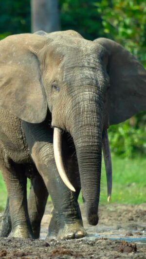 Bertie Gregory Instagram - Dzanga bai (or Village of Elephants) in @dzanga.sangha National Park is a truly extraordinary place. There’s nowhere else on earth where forest elephant gather in such big numbers. Compared to their savanna elephant cousins, forest elephants live in much smaller family groups so this enormous gathering of so many families is all the more special. This species spends the majority of their lives in thick jungle, so this clearing is a really important place for them to socialise. Shots of me by @markmcc01 and @justdrewsound. Filmed for the ‘Elephant Quest’ episode of ‘Animals Up Close’ now streaming on Disney ! #AnimalsUpClose @wildstarfilms @natgeotv