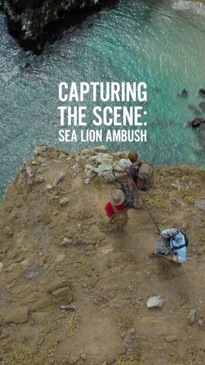 Bertie Gregory Instagram - Teamwork makes the dream work – for sea lions and for film crews. We planned 15 days to film these sea lions hunting in this magical little cove. We thought it might only happen once so wanted as many angles as possible on the action. Here’s how we did it! Water level angle by @sams_natural_habitat, drone angle by @bertiegregory, high cliff angle by @annnadimitriadis, remote camera work by @javiermahauad and underwater by @jeffbhester! BTS by @jamesnbrickell, @rakeldawnh and @justdrewsound. Sea lion spotting by @jackiesteph! Filmed for the ‘Galapagos Marvels’ episode of ‘Animals Up Close’ now streaming on Disney ! #AnimalsUpClose @natgeo @wildstarfilms