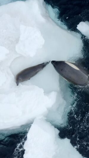 Bertie Gregory Instagram - This killer whale family’s lunch was just out of reach. This pod of B1 Antarctic killer whales spent hours hunting this crabeater seal. Multiple times the killer whales grabbed the seal and I thought it was all over. But somehow, this little seal managed to evade the ocean’s top predator. Check out #AnimalsUpClose on Disney  to see the most extraordinary hunt I’ve witnessed. @wildstarfilms @natgeo
