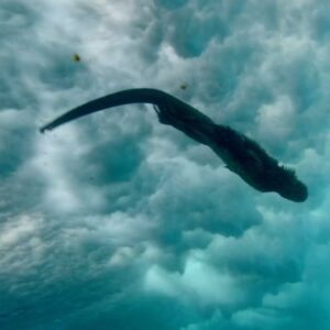 Bertie Gregory Instagram - Each day, the marine iguanas would jump off the rocks and power through 10ft waves to forage for seaweed underwater. These mini Godzillas were like pro-surfers as they duck dived under the waves. An amazing shot by @jeffbhester for the Galapagos episode of #AnimalsUpClose now streaming on Disney ! Huge thanks to @javier_mahauad for always watching our backs in this challenging filming environment. @wildstarfilms @natgeo