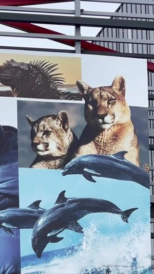 Bertie Gregory Instagram - A totally ridiculous few days in LA 🤯. @emrata, you’ve got to do a collab with Petaka. Big thanks to @natgeotv @c_albert press team for giving the series such a big push! #AnimalsUpClose @disneyplus