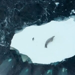 Bertie Gregory Instagram - Of all the pieces of ice this Adelie penguin could have chosen to hang out on, this piece was a bad decision. As soon as this enormous male B1 killer whale spotted this crabeater seal, he dropped down under the ice and called over the rest of the pod. Watch how fast the Adelie penguin checks out as the B1 family uses their signature wave-wash weapon to try and get the seal in the water! Water level view by @tomwalkercam and drone view by @bertiegregory for #AnimalsUpClose on Disney  @wildstarfilms @natgeo