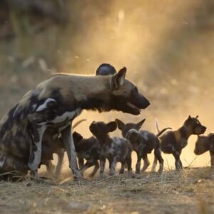 Bertie Gregory Instagram - I understand that some of you have tough time watching the wild dogs hunting. The pack’s territory is certainly not a good place to be Pumbaa (or more surprisingly a buffalo!). However, they must hunt to feed their 14 little pups. Twenty years ago, the African wild dog population was estimated at over 500,000. Due to conflict with humans, now less than 7000 remain making them one of Africa’s most endangered predators. So the survival of each of these pups is so important. Catch the whole story in ‘Animals Up Close’ now streaming on Disney . @wildstarfilms @natgeo #AnimalsUpClose