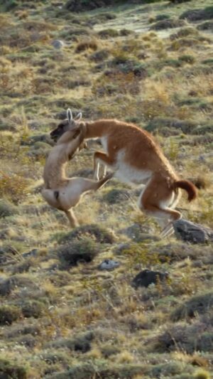 Bertie Gregory Instagram - Wildlife filmmaker @bertiegregory shares not only what he was thinking when filming Petaka the puma taking on a guanaco near Torres del Paine National Park, in Chile, but also an exciting update about Petaka and her cubs!

“When watching predator versus prey, we humans often side with the underdog. Usually that’s the prey, as predators are often larger and much better armed: polar bears hunting seals, lions hunting gazelles, leopard seals hunting penguins, to give a few examples. Pumas and guanacos, however, are very evenly matched, and this leads to some spectacular showdowns. What really struck me about watching this hunt was the unbelievable physicality and risk-taking shown by Petaka. Despite being thrown off over and over, she kept going. Having successfully hunted, she must then do this all over again—roughly every two weeks, for her entire life.

For those of you who followed Petaka’s dramatic struggle to raise her cubs in ‘Animals Up Close With Bertie Gregory,’ I’m excited to say that Petaka’s cubs Frost and Breeze successfully reached independence and are now off on their own. They will have to master the guanaco takedown themselves. Petaka has been seen mating with a couple of different males, meaning that in a few months’ time, she’ll hopefully have another litter!” #OnlyNatGeo

Watch #AnimalsUpClose now streaming on @disneyplus to learn more about Petaka, her cubs, and other incredible wildlife.

Video by @bertiegregory and @john_shier