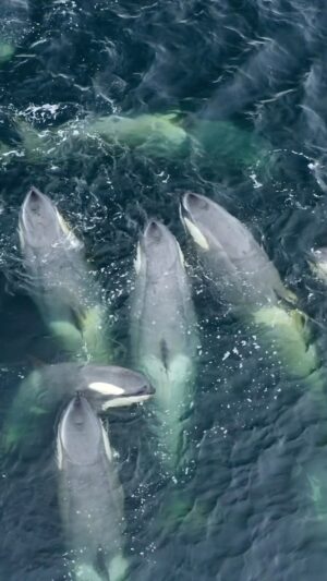 Bertie Gregory Instagram - This gathering contained 21 B1 Antarctic killer whales, 20% of the known population. We normally see this type of killer whale in small pods of 3-8 individuals so it was really special to so many come together. It felt like an extended family gathering as adults logged on the surface, gently touching their heads together while calves from different pods played. This moment latest less than 5 minutes and soon the pods headed off in different directions. I wonder what they communicated about? The part of the brain responsible for emotional processing is far bigger in killer whales than in humans. They also have an extra attachment in this area of the brain that we lack. It’s very possible they have emotional connections that we’ll never be able to comprehend. #AnimalsUpClose on Disney  @wildstarfilms @natgeo