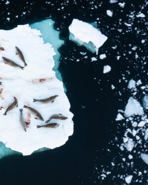 Bertie Gregory Instagram - Any time you see a big group of seals hanging out together on sea ice in Antarctica, chances are they’re crabeater seals. In fact, there are so many in Antarctica, crabeaters are the most numerous seal species on earth. Their name is misleading though as they mainly eat krill (look for the pink poo stains!). Shot for #AnimalsUpClose on Disney  @wildstarfilms @natgeo