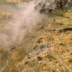 Bertie Gregory Instagram - A pack of just 10 African wild dogs take on a herd of 600 buffalo! An individual buffalo weighs up to 30 times the weight of a wild dog. The pack’s tenacity and teamwork were so impressive and following them was a real highlight of shooting ‘Animals Up Close’ now streaming on Disney . Gyrostabilized ground level shot by @sams_natural_habitat and drone view by @bertiegregory. Next level guiding by @mjclaase @africa_on_film and @bwana_mike. @wildstarfilms @natgeo