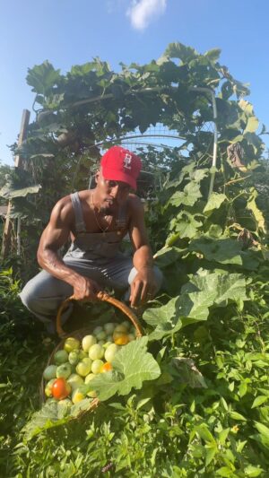 Bertram Williams Jr. Instagram - When I say it’s love I mean it from my head tomatoes 🫶🏾🍅 

Also, who got the fried green tomato recipes? 🧐

@mamas.sundry #thehoodhomestead
