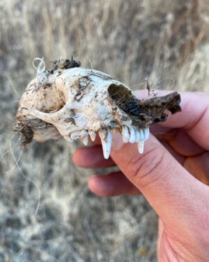 Beto O'Rourke Instagram - Took the dogs on a backpack along Las Animas creek in the Black Range of NM. Beautiful. Cold at night. Made it up to Massacre Canyon where there’s a memorial to the Buffalo Soldiers from the 9th Cavalry who were killed in ambush by Victorio and his band of Ojo Caliente Apache in 1879.