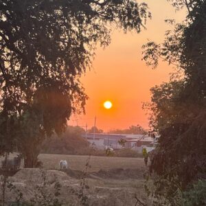 Bhumika Barot Instagram - Golden glow ☀️ 

Welcome 2024 💘🌳