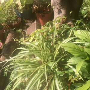 Bicho Gómez Instagram - Me distraje un rato y Se nos complicó la mañana con la jardinera.
@vero_pecollo que hacemos?