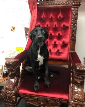Blaine Gibson Instagram - Happy Gotcha Day, Dutch. This marks 3 years with my baby boy. I could write a book about how this dog has improved my life, but instead I’ll tell y’all one of my favorite rituals. Every day at around 6:30 AM, I’ll wake up to Dutch sitting next to the bed. If I don’t wake up from his wagging tail, then he’ll whine softly or sneeze at me. That’s my cue to move over toward’s Cristen’s side so that Dutch can jump into the bed and curl up next to me for another hour or so of sleep. It’s the cutest shit ever.

If any of you are considering getting a pup, do it. I implore you to adopt and not to shop. There are so many dogs out there like Dutch who will give you a lifetime of love in return for a second chance. Shoutout to the absolute moron who forefeited Dutch for being “too big”, I hope you poop your pants today. Also thanks to @pawsshelter for helping me adopt my boy.