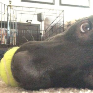 Blaine Gibson Instagram - Happy Gotcha Day, Dutch. This marks 3 years with my baby boy. I could write a book about how this dog has improved my life, but instead I’ll tell y’all one of my favorite rituals. Every day at around 6:30 AM, I’ll wake up to Dutch sitting next to the bed. If I don’t wake up from his wagging tail, then he’ll whine softly or sneeze at me. That’s my cue to move over toward’s Cristen’s side so that Dutch can jump into the bed and curl up next to me for another hour or so of sleep. It’s the cutest shit ever.

If any of you are considering getting a pup, do it. I implore you to adopt and not to shop. There are so many dogs out there like Dutch who will give you a lifetime of love in return for a second chance. Shoutout to the absolute moron who forefeited Dutch for being “too big”, I hope you poop your pants today. Also thanks to @pawsshelter for helping me adopt my boy.
