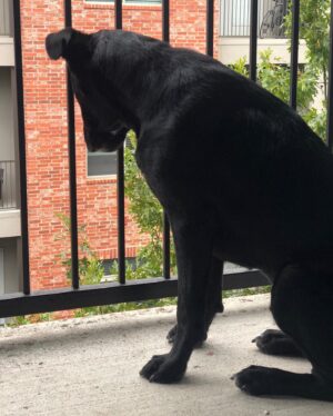 Blaine Gibson Instagram - Happy Gotcha Day, Dutch. This marks 3 years with my baby boy. I could write a book about how this dog has improved my life, but instead I’ll tell y’all one of my favorite rituals. Every day at around 6:30 AM, I’ll wake up to Dutch sitting next to the bed. If I don’t wake up from his wagging tail, then he’ll whine softly or sneeze at me. That’s my cue to move over toward’s Cristen’s side so that Dutch can jump into the bed and curl up next to me for another hour or so of sleep. It’s the cutest shit ever.

If any of you are considering getting a pup, do it. I implore you to adopt and not to shop. There are so many dogs out there like Dutch who will give you a lifetime of love in return for a second chance. Shoutout to the absolute moron who forefeited Dutch for being “too big”, I hope you poop your pants today. Also thanks to @pawsshelter for helping me adopt my boy.