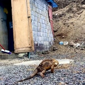 Blair Underwood Instagram - Been trying to get to the Galapagos Islands most of my adult life! #Grateful to finally get here and scratch it off the bucket list. Lol. Looking forward to 8 days on this incredible ship EVOLUTION enjoying God’s creation & all kinds of wildlife & culture. Enjoy the ride with me. LET’S GO! @quasarex @howelltalentrelations
#quasarexpeditions #evolutionyacht #galapagosislands, #quasarex #travelpartner
