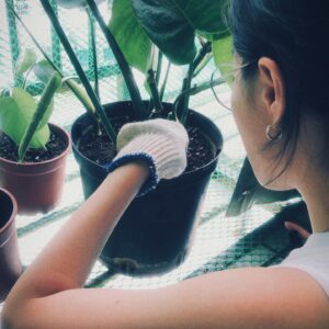 Blue Lan Instagram - 我種過九層塔、迷迭香、甜菊、薄荷、百里香、羅勒、辣椒、黃金葛、常春藤、兔腳蕨、文竹、龜背芋，種植物的過程和結果會讓我感到挫敗、驚喜、困惑、緊張、快樂；學習到觀察、感受、堅持、耐心與放下。

我會忘記當下是烈日當頭還是夜闌人靜，愣愣的盯著土，然後再看著葉子，看完老葉，又接著看嫩芽，直到我覺得，你們到底要說什麼我聽不懂！或是我想我這次應該有聽懂！才甘願離開我的植物。

我覺得，要跟一個生命好好相處，相處到能夠開花結果開枝散葉，沒有別的捷徑，就是瞭解它，每一個階段的它。

#植物 #plants
