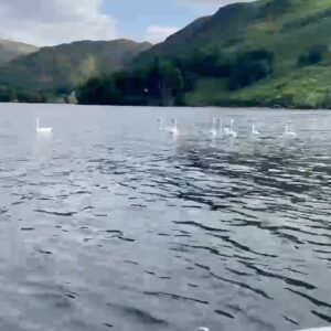 Bob Mortimer Instagram - Swans and morons