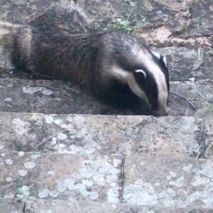 Bob Mortimer Instagram - Back door Badger action