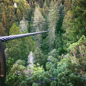 Brad Falchuk Instagram - Zip lining through the redwoods in Sonoma at sunset.