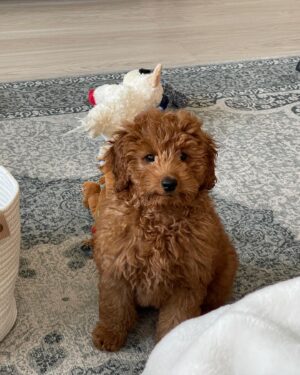Brandon Larracuente Instagram - Puppy love (third times the charm)