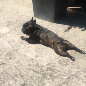 Brandon Prust Instagram - Yesterday was a tough day for the Prust family and all our friends. 1 of the most, if not the most loved family member, Lola, passed away 😢😢 this dog has meant so much to me for the last 9 years. There’s not 1 person she met that she didn’t make smile. You’ll see in the photos and videos how she could brighten anyone’s day. The video from the airport was a regular occurrence. I flew a lot and would always let her off her leash to walk beside me. She was a tractor beam for humans. People would flock to her and then leave her with the biggest smile on their face. I was lucky enough to have received this love from her for 9 years. I will miss her snoring, snorting and grunting noises. I will miss her begging for my empty water bottle or her staring at the blue bin for me to pull 1 out. But most of all I will miss her love, affection, cuddles and kisses. And I know everyone who knew her will miss the same because she gave those things to everyone! 
 RIP Lola poopoo, you were the best.