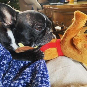 Brandon Prust Instagram - Yesterday was a tough day for the Prust family and all our friends. 1 of the most, if not the most loved family member, Lola, passed away 😢😢 this dog has meant so much to me for the last 9 years. There’s not 1 person she met that she didn’t make smile. You’ll see in the photos and videos how she could brighten anyone’s day. The video from the airport was a regular occurrence. I flew a lot and would always let her off her leash to walk beside me. She was a tractor beam for humans. People would flock to her and then leave her with the biggest smile on their face. I was lucky enough to have received this love from her for 9 years. I will miss her snoring, snorting and grunting noises. I will miss her begging for my empty water bottle or her staring at the blue bin for me to pull 1 out. But most of all I will miss her love, affection, cuddles and kisses. And I know everyone who knew her will miss the same because she gave those things to everyone! 
 RIP Lola poopoo, you were the best.