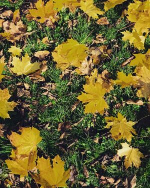 Branislav Deák Instagram - na hojdačke  #srodinou❤️ #autumn #zltnutie #nahorach keď je dobre 😘🙏🏻❤️