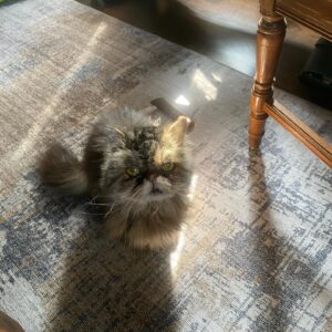 Brea Grant Instagram - When we adopted Lucy, we knew we wouldn’t have long with her but the time we had was amazing. 
She is the first cat I really bonded with as an adult. A true queen who still bossed us around until the age of 20. A champion snuggler. Small but mighty. 
There’s been a lot of loss in our household this week. Be kind to your loved ones, old friends and family. Hug your pets.