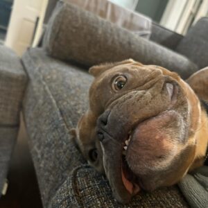 Brea Grant Instagram - Meant to adopt a dog. Accidentally adopted a ghoulie/frog. 
Thanks to @loveleorescue for grabbing this little squirt off the euthanasia list so she can snore on my couch all day.