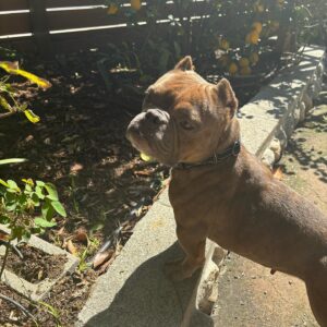 Brea Grant Instagram - Meant to adopt a dog. Accidentally adopted a ghoulie/frog. 
Thanks to @loveleorescue for grabbing this little squirt off the euthanasia list so she can snore on my couch all day.