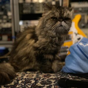 Brea Grant Instagram - When we adopted Lucy, we knew we wouldn’t have long with her but the time we had was amazing. 
She is the first cat I really bonded with as an adult. A true queen who still bossed us around until the age of 20. A champion snuggler. Small but mighty. 
There’s been a lot of loss in our household this week. Be kind to your loved ones, old friends and family. Hug your pets.