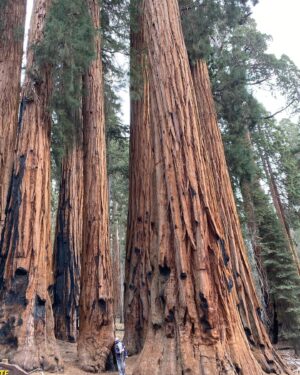 Bree Williamson Instagram - This was a group of trees is called ‘The Senate’ and Mac said the worst one is Mitch  McConnell.... I disagreed. None of these beautiful trees are Mitch McConnell - he’s at home so he doesn’t have to pass COVID relief.