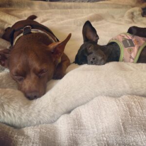 Bree Williamson Instagram - Fur babies and I had an epic Mother’s Day nap today while my human child had a play date. Pretty awesome day.