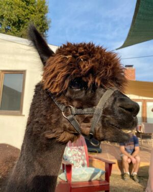 Bree Williamson Instagram - @themikeroberts invited friends over for a belated birthday party!!! The best part is I didn’t have to socially distance from them. #llamas #goats