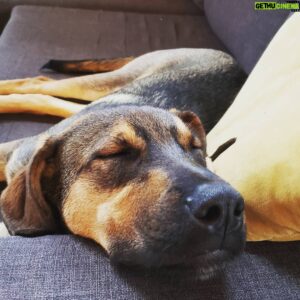 Brendan Penny Instagram - What a snoozy puppy. #metnewfriends #beachplay