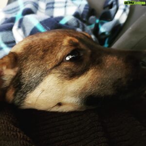 Brendan Penny Instagram - Welcome to the fam Griffin! Still a little nervous from his flight from Mexico,  but he's super sweet and a classic little puppy. 4 month old Sheppard/Lab cross.....maybe,😉 #rescue #pack #instantlove #nomoretravel