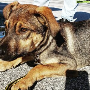 Brendan Penny Instagram - Welcome to the fam Griffin! Still a little nervous from his flight from Mexico,  but he's super sweet and a classic little puppy. 4 month old Sheppard/Lab cross.....maybe,😉 #rescue #pack #instantlove #nomoretravel