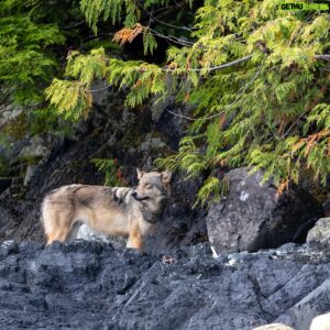 Brendan Penny Instagram - This is a beautiful Vargas wolf. Was lucky she wasn't spooked.
#wolf #tofino #naturephotography