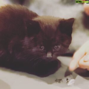 Brendan Penny Instagram - When some jerk leaves a box of kitten out in the cold by a gas station, it's time to add a new member to the house. All others got rescued as well. #newbuddy
