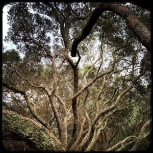 Brian Cox Instagram - Trees