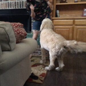 Brian David Gilbert Instagram - Today, my best friend of 14 years had to be put down. I haven’t been able to see him since August of last year, and as much as I tell myself “He was old, he had a wonderful life,” the news still hit me like a truck. He was with me for more than half of my life, and regardless of how insufferable I was in my adolescence, he loved me through all of it. I can’t imagine how much worse off I’d be if I didn’t have him around. 

He liked dancing a lot, and holding your hand while he was nervous in the car, and going on adventures on the train tracks. Everyone says they have the best dog in the world, and the beautiful thing is that everyone is right about that. Moose was the best dog in the world. Rest easy, buddy.
