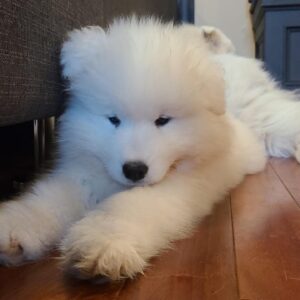 Brian Hanby Instagram - This is our new puppy boy. Because of travel restrictions from Covid I can’t travel home to meet him. I can’t wait to get home and cuddle this little man. Lanai is running the show and mothering the three pups. 

Hopefully I can find a way home and get my cuddle.

He hasn’t got a name yet, post some ideas in the comments!

📸 by @themsvixen