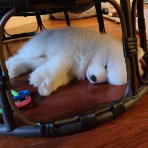Brian Hanby Instagram - This is our new puppy boy. Because of travel restrictions from Covid I can’t travel home to meet him. I can’t wait to get home and cuddle this little man. Lanai is running the show and mothering the three pups. 

Hopefully I can find a way home and get my cuddle.

He hasn’t got a name yet, post some ideas in the comments!

📸 by @themsvixen