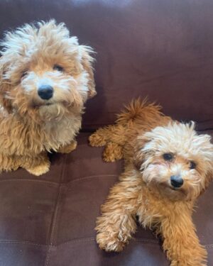 Brian J. Smith Instagram - Really missing my girls tonight. All is well in Berlin. But sometimes the homesickness is so very hard to handle. Tonight is one of those tough nights. I could use a cuddle! 🐶 🐶 I hope you are all safe and healthy.