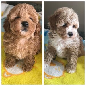 Brian J. Smith Instagram - That’s Pippa on the left, Lulu on the right. They’re the sweetest little gals, even when they’re waking Daddy up at 4am for piddles! They’ve got their own insta: @thesistershundchken 
#maltipoosofinstagram