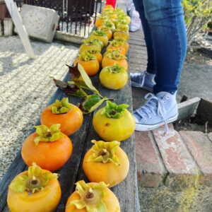 Bridgette Dunning Instagram - It’s Persimmon Season!