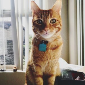 Bridgette Dunning Instagram - My crazy little kitten: Hercules😻❤️ #tabbycat
