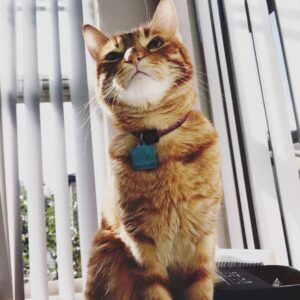 Bridgette Dunning Instagram - My crazy little kitten: Hercules😻❤️ #tabbycat